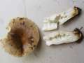 Brauner Camembert-T�ubling
